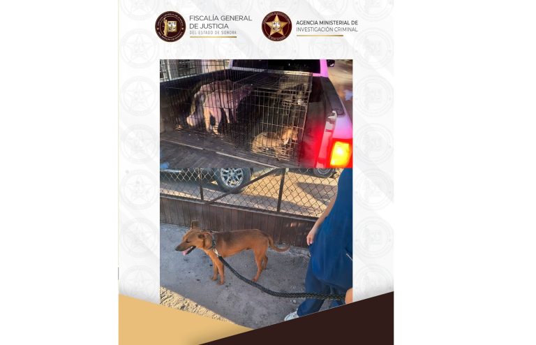 cateos listos
